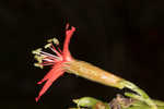 Louisiana catchfly 